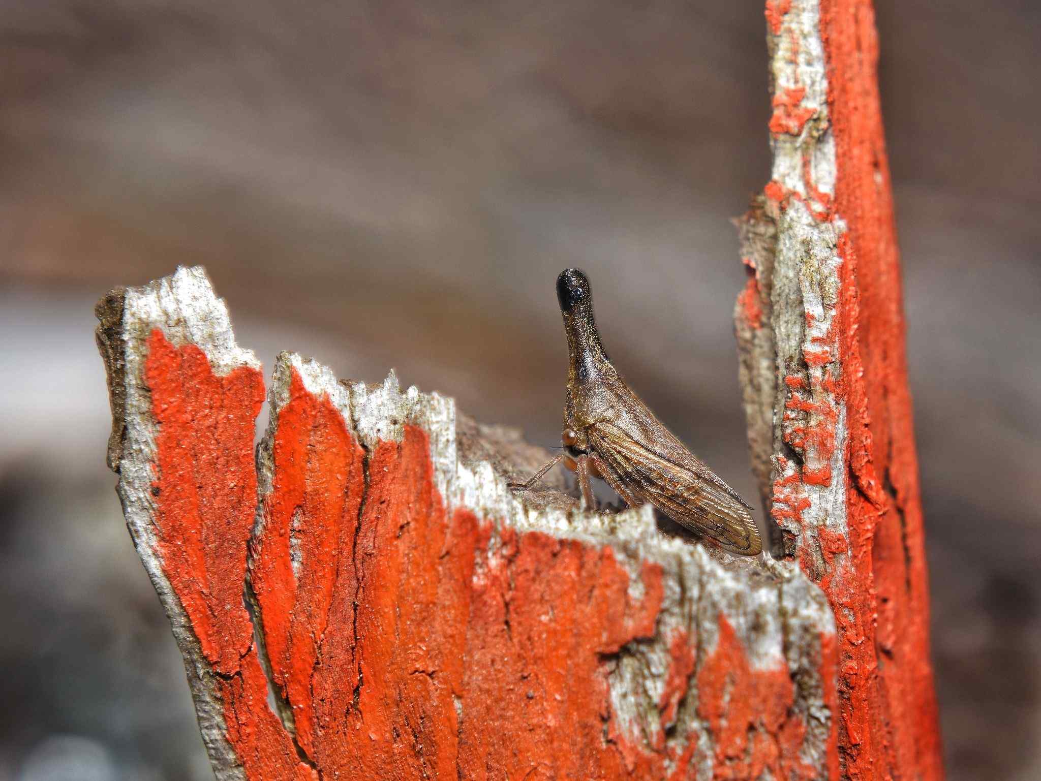 Aconophora laminata