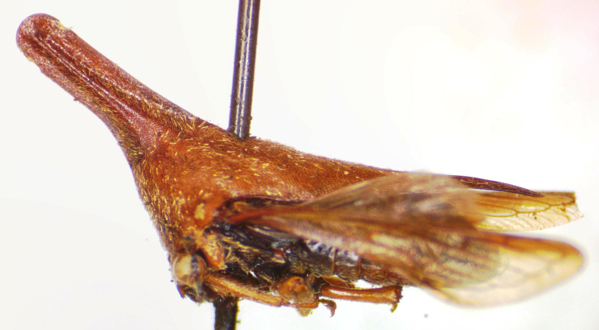 Aconophora laminata