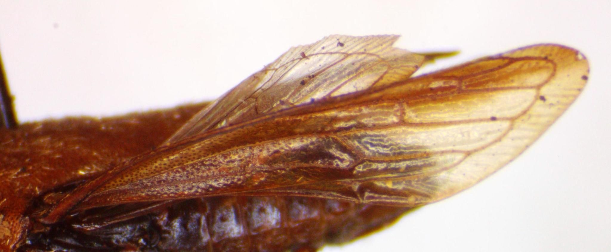 Aconophora laminata