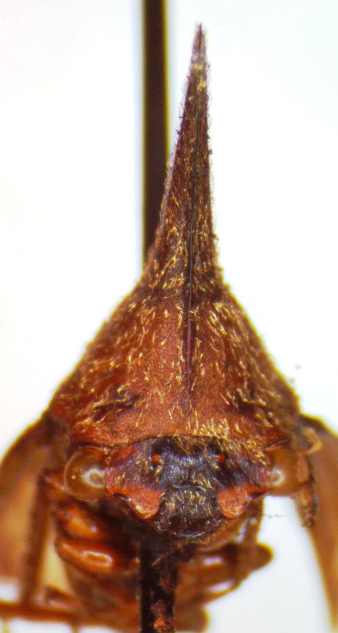 Aconophora laminata