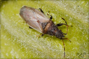 Oxycarenus hyalinipennis