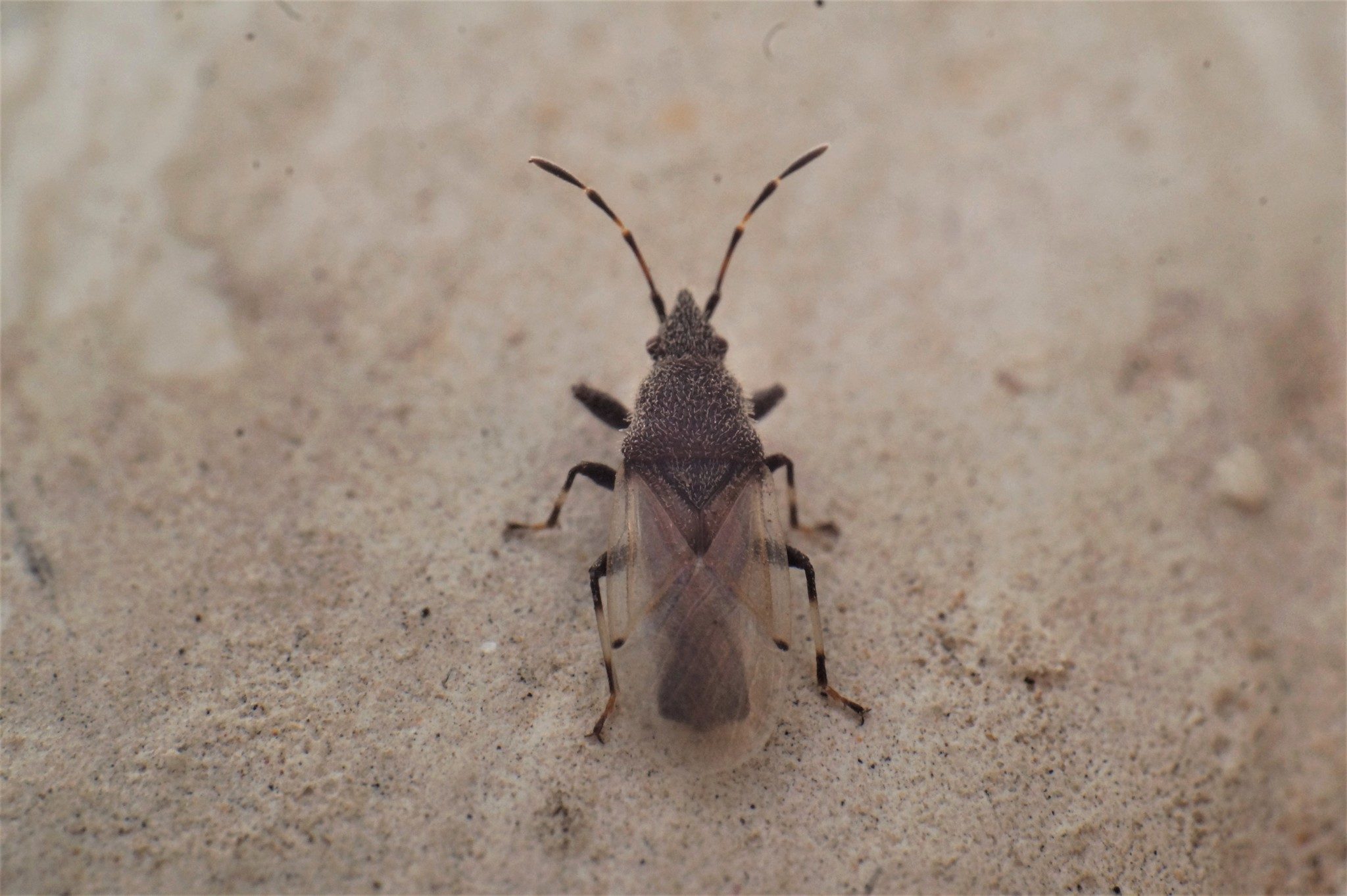 Oxycarenus hyalinipennis