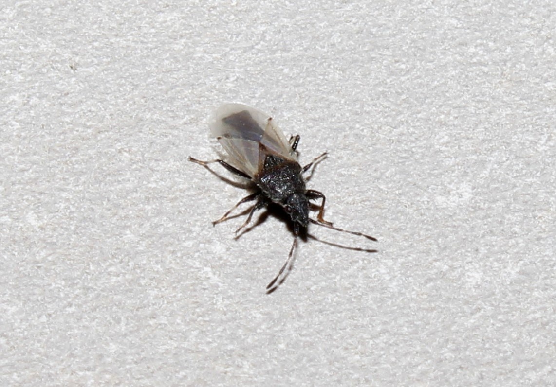 Oxycarenus hyalinipennis
