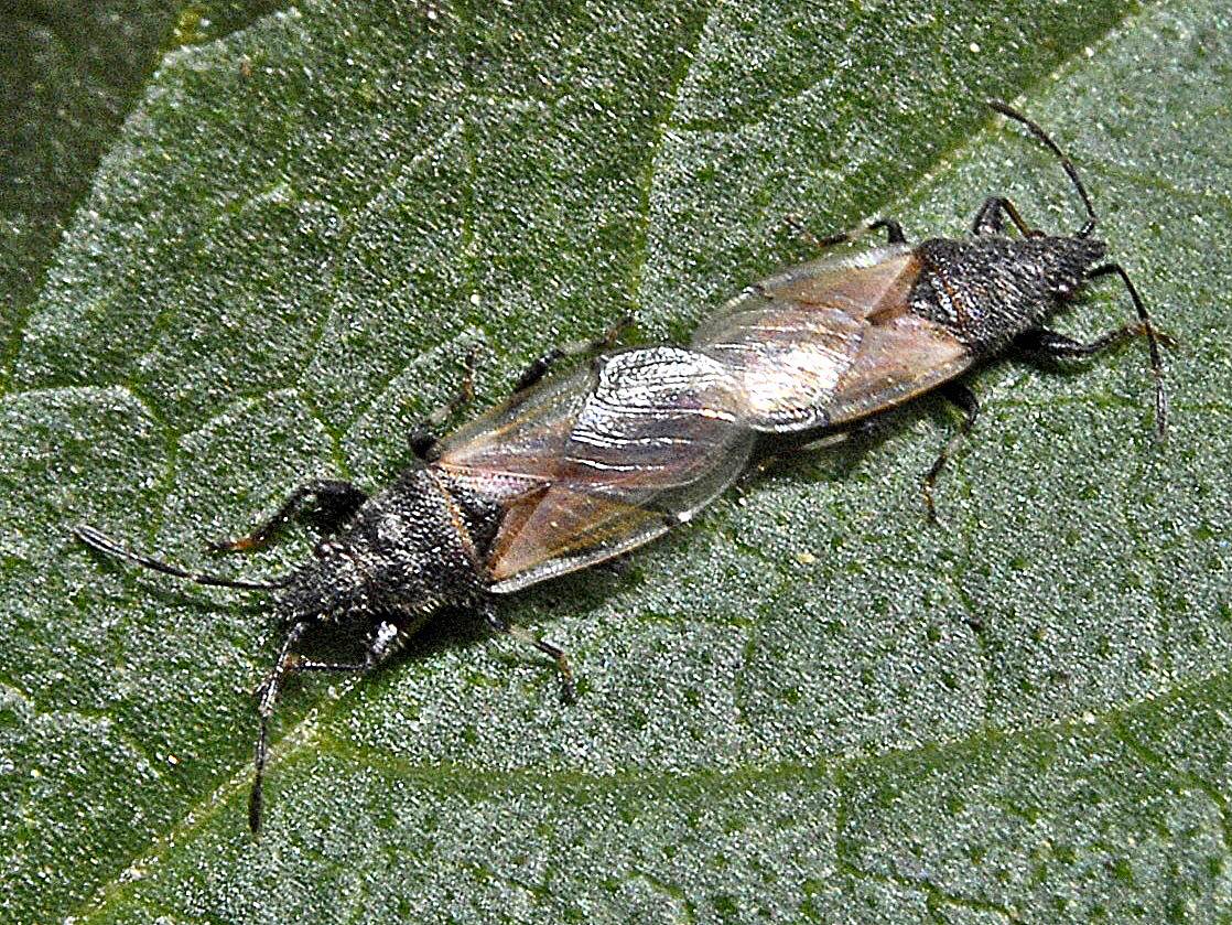 Oxycarenus hyalinipennis