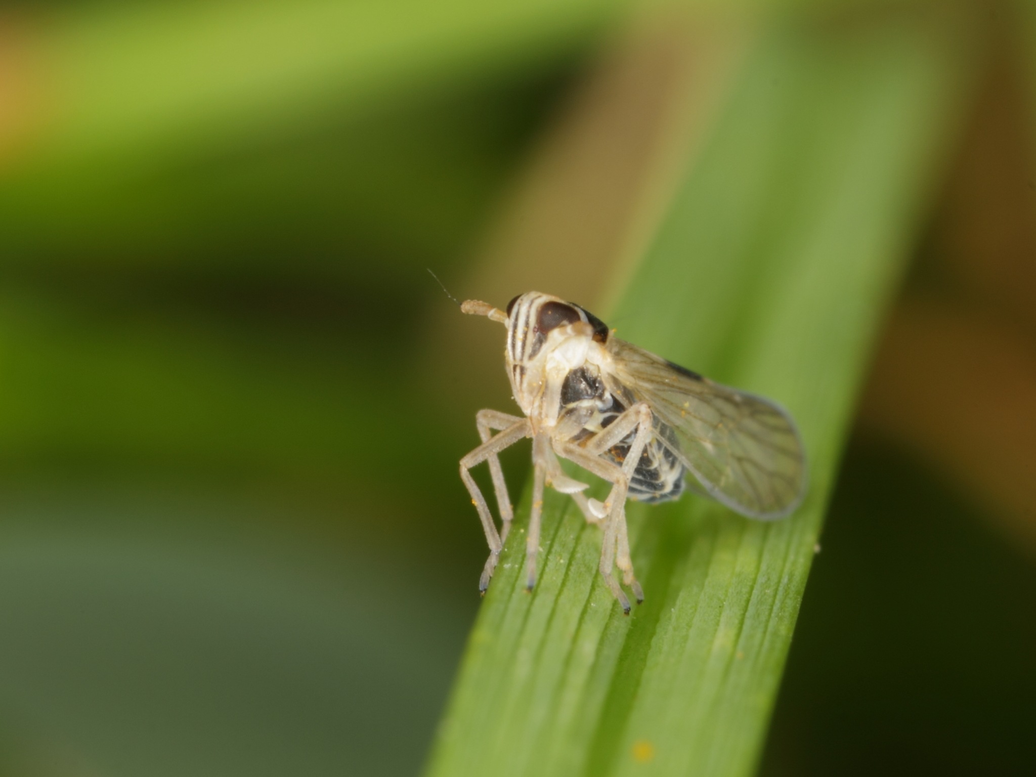 Laodelphax striatellus