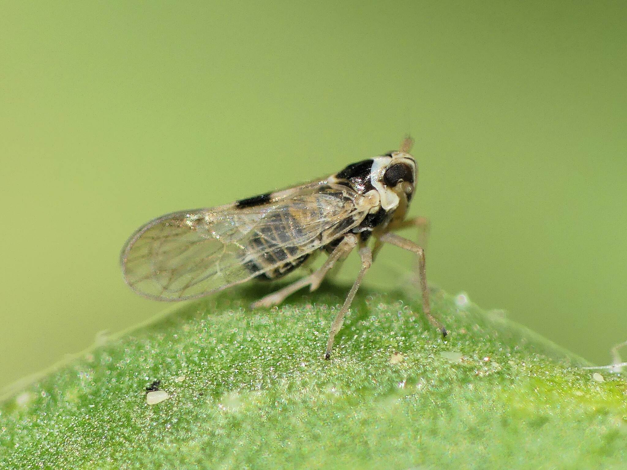 Laodelphax striatellus