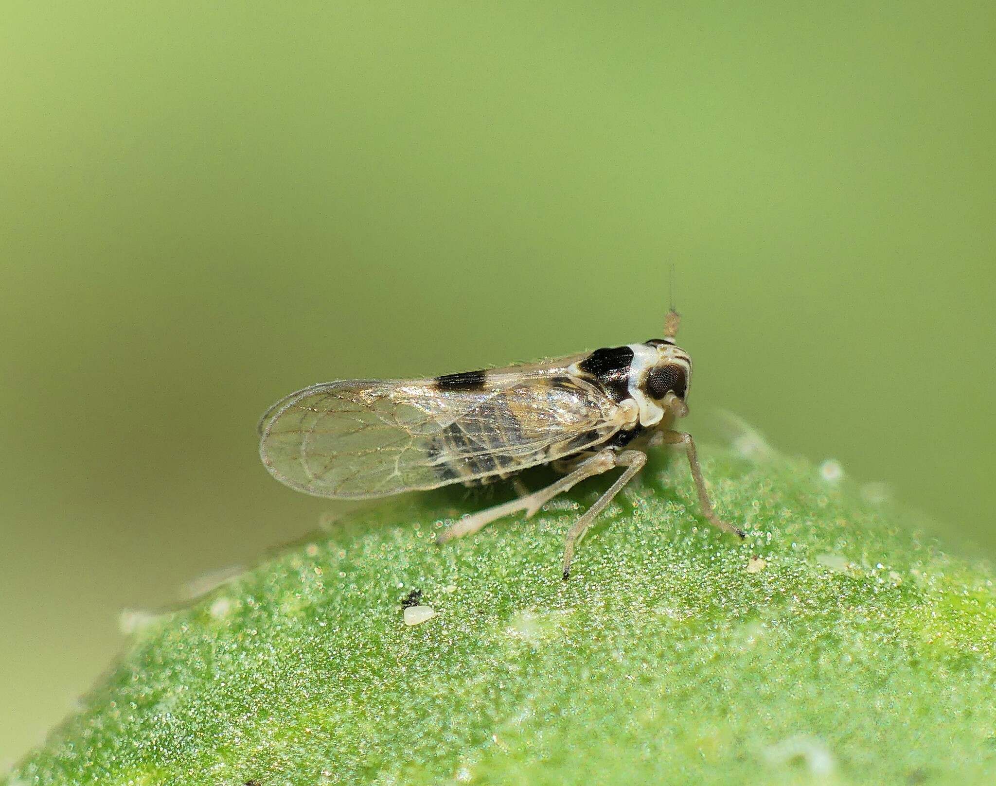 Laodelphax striatellus