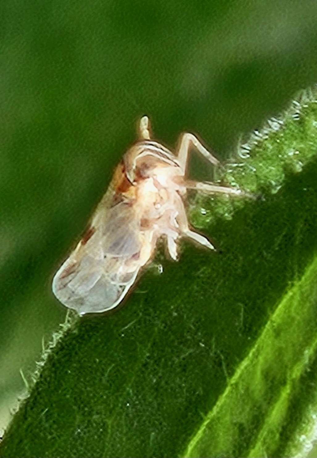 Laodelphax striatellus