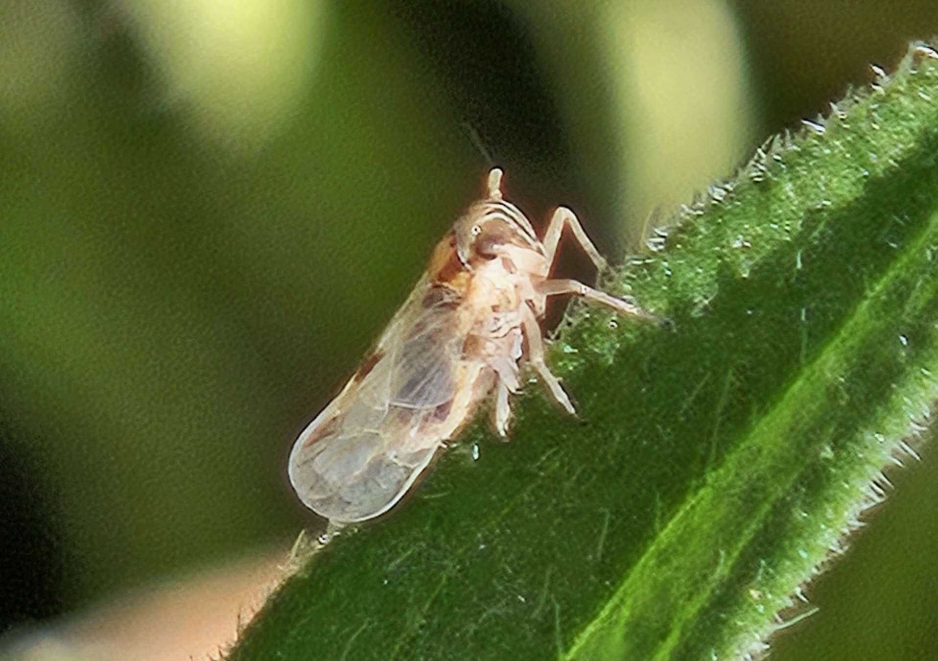Laodelphax striatellus
