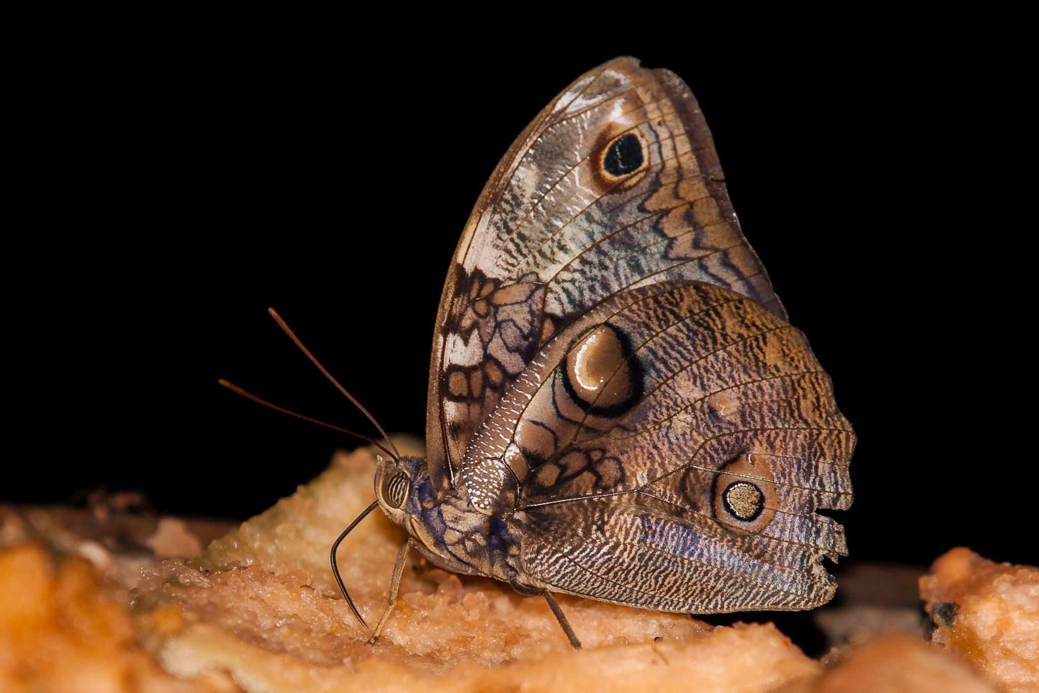 Opsiphanes tamarindi