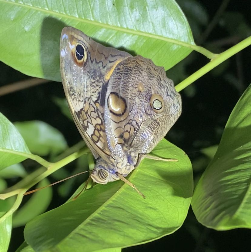 Opsiphanes tamarindi