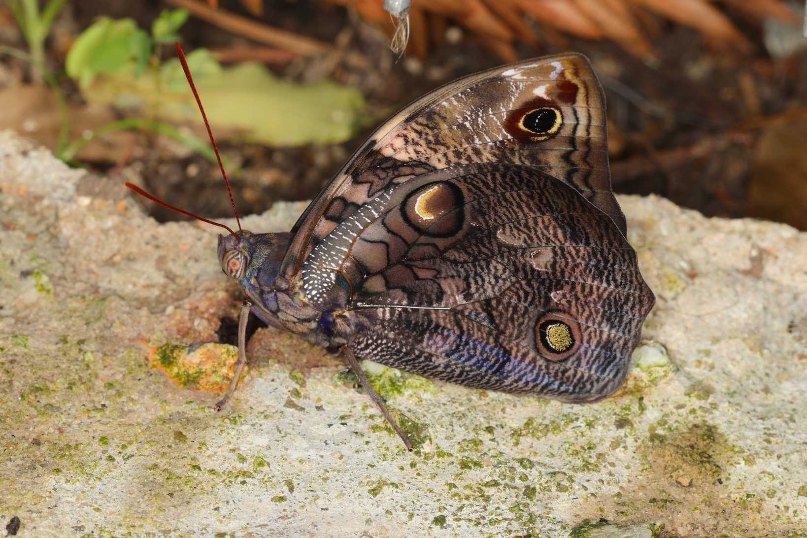 Opsiphanes tamarindi