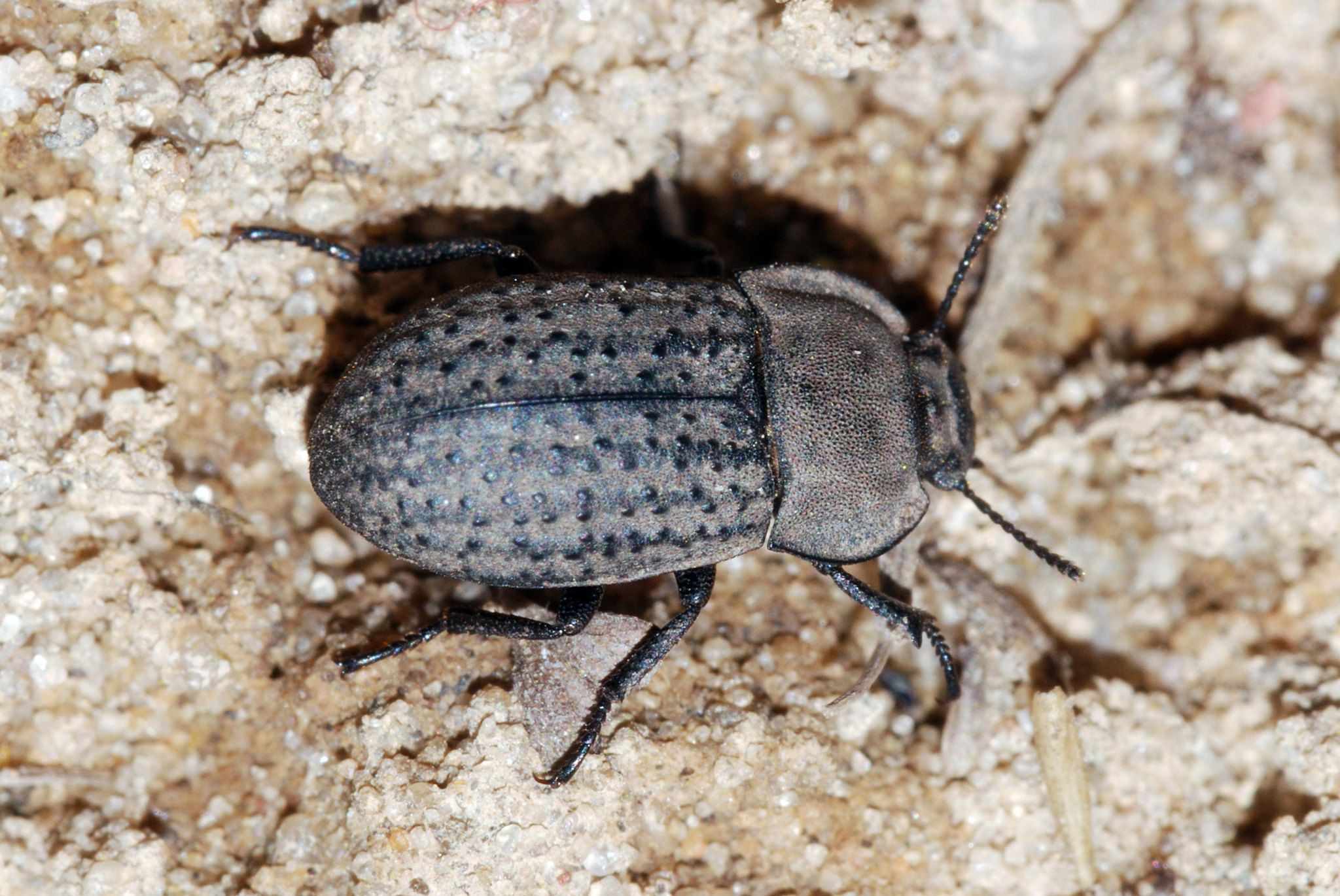 Opatrum sabulosum