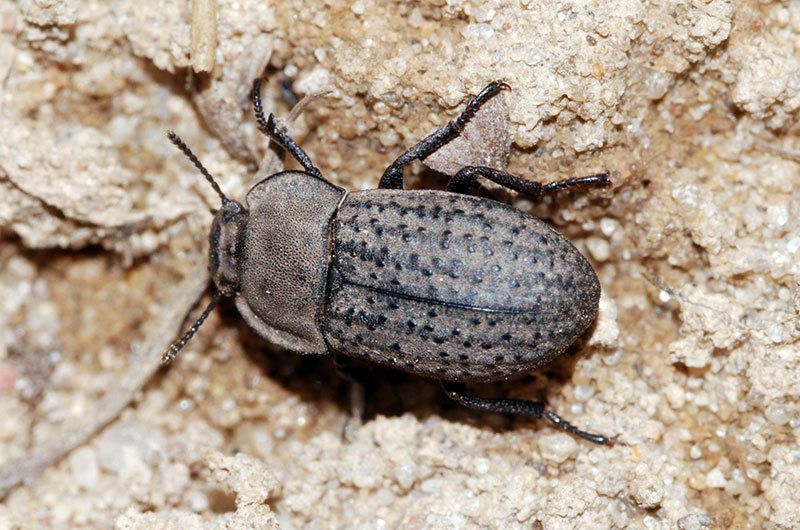 Opatrum sabulosum