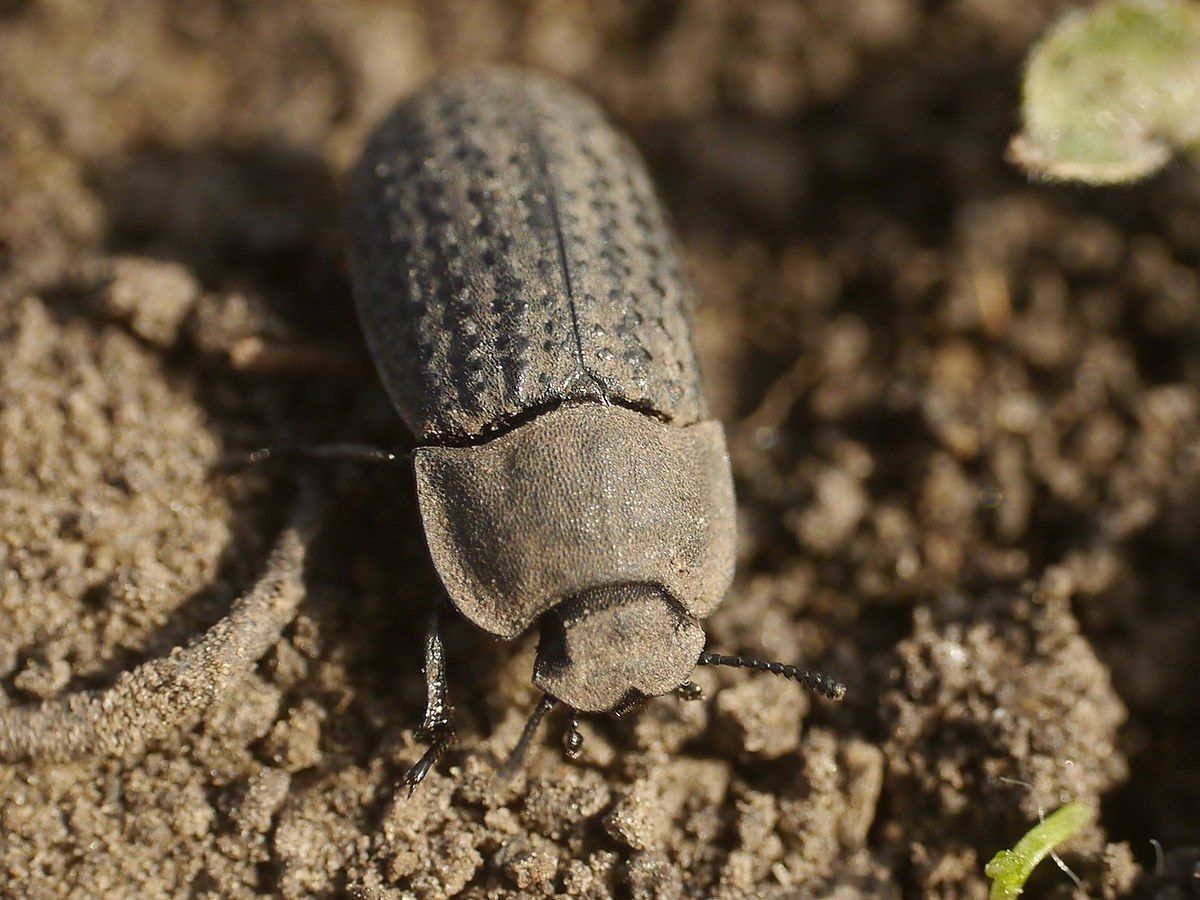 Opatrum sabulosum