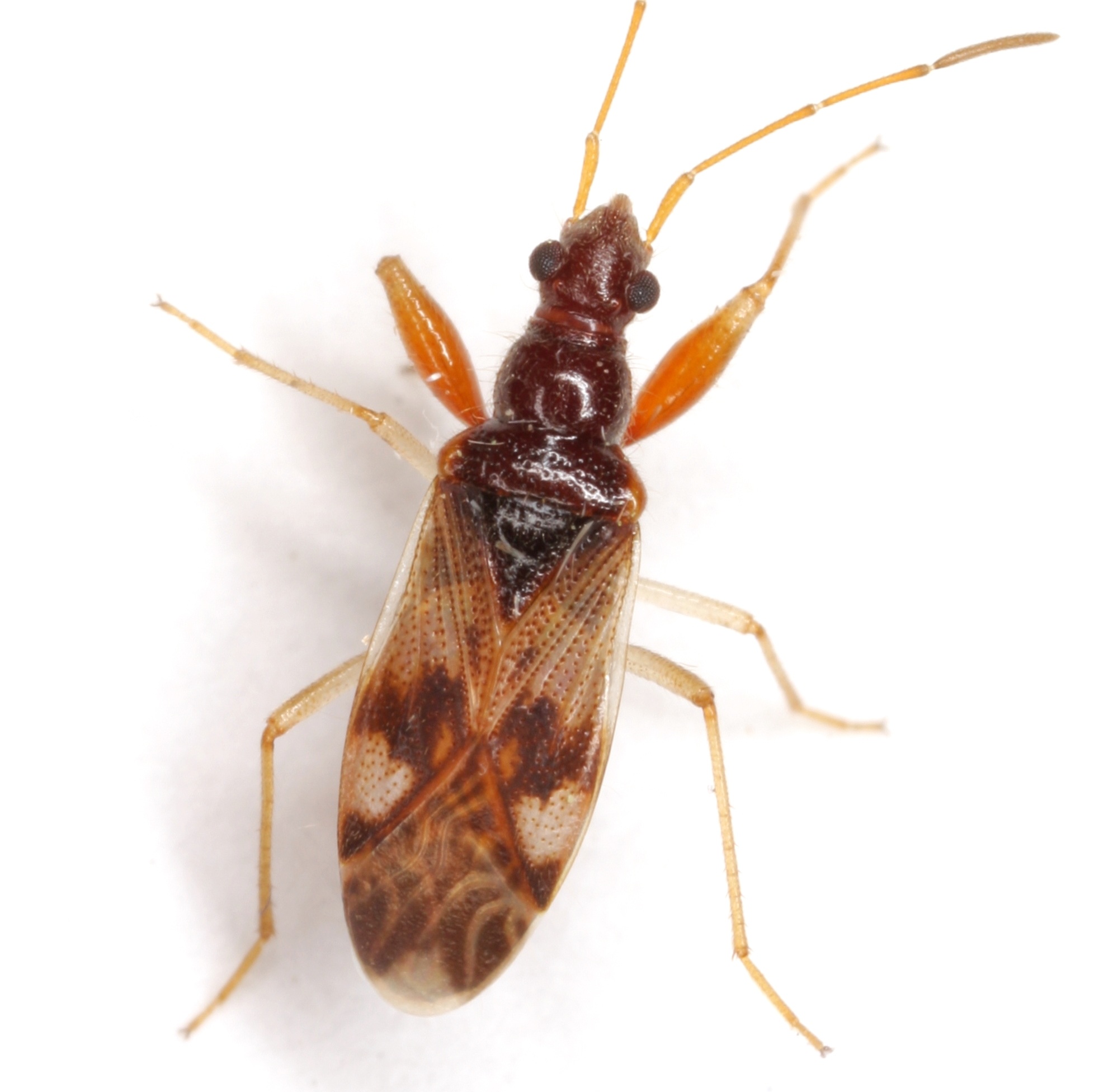 Pseudopamera