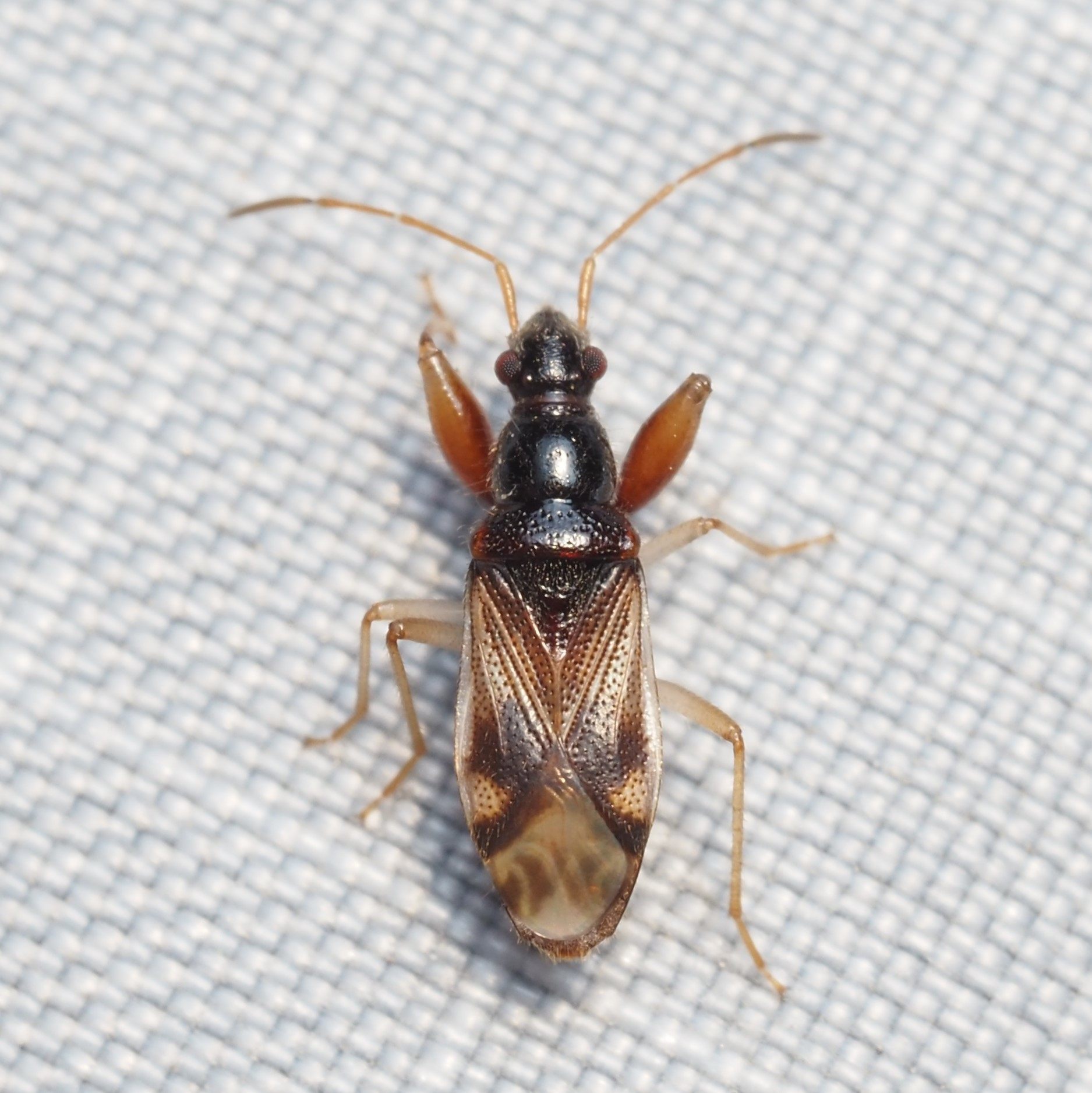 Pseudopamera