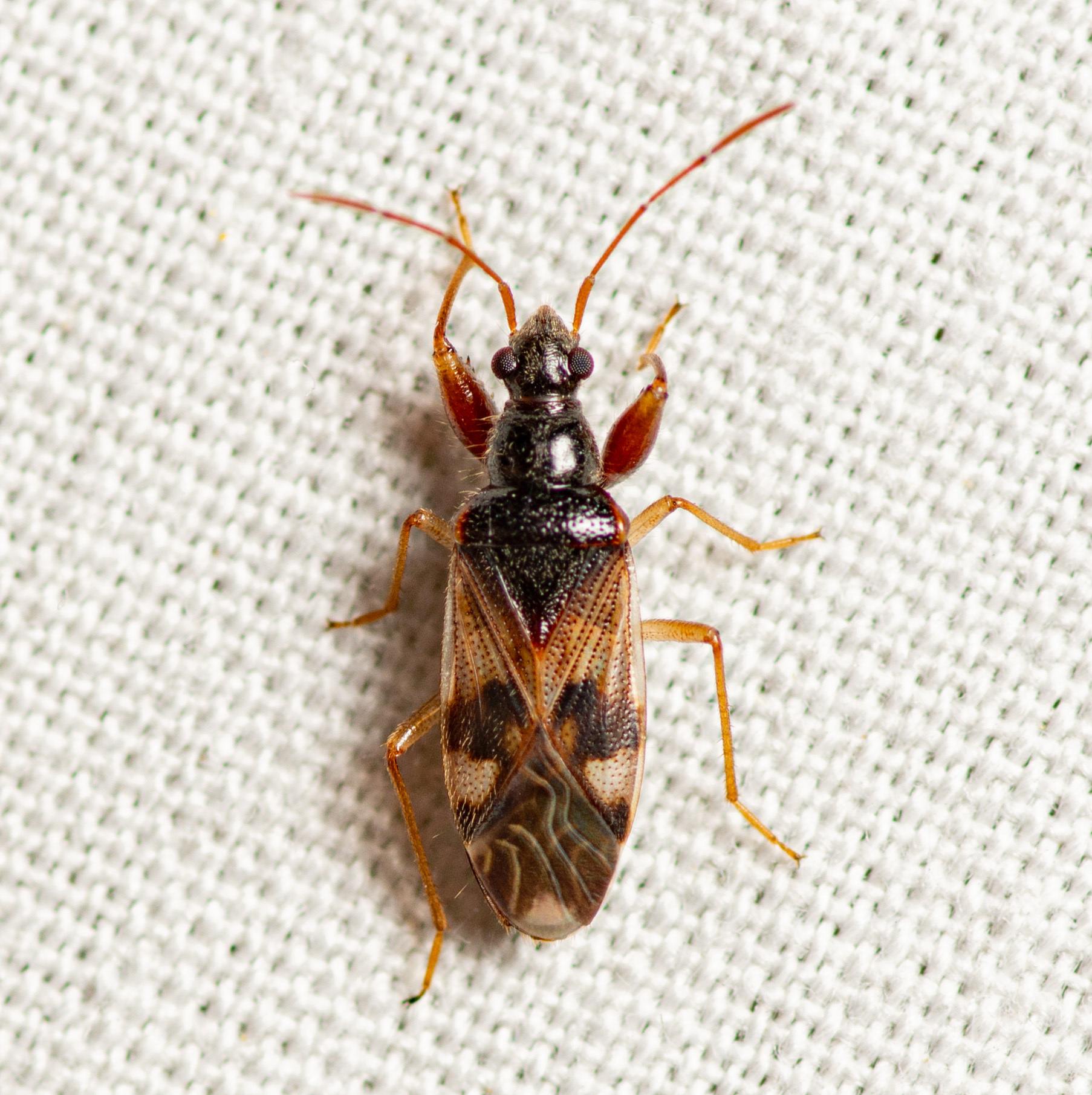 Pseudopamera