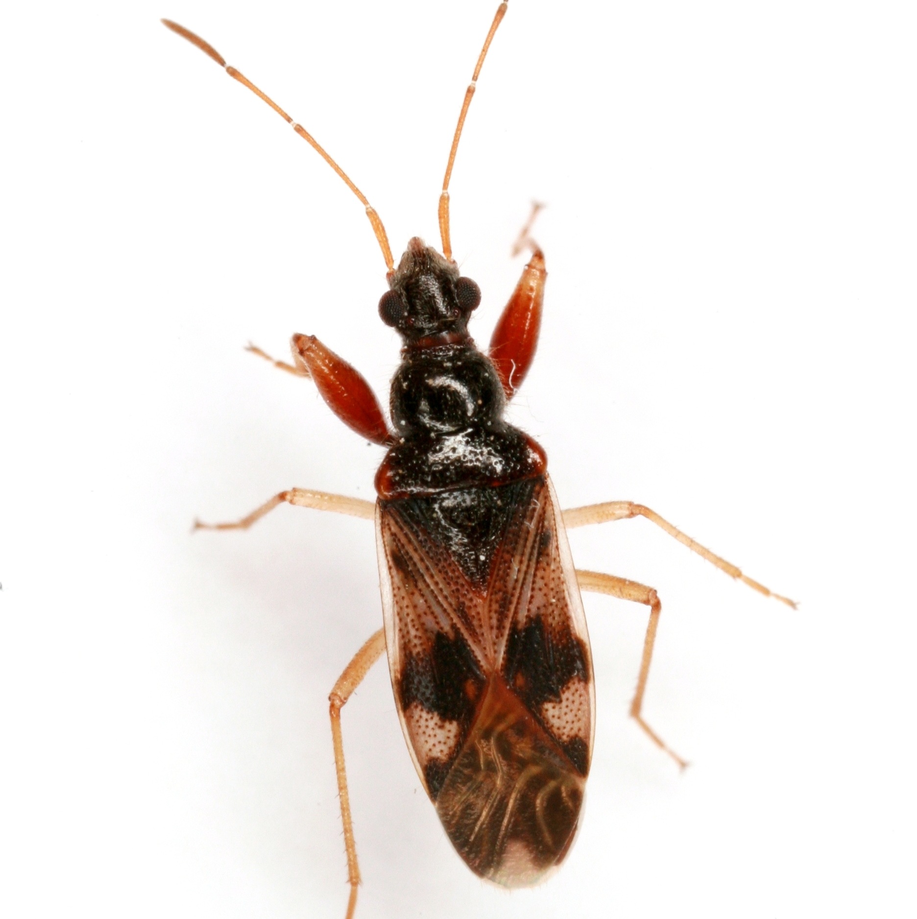 Pseudopamera