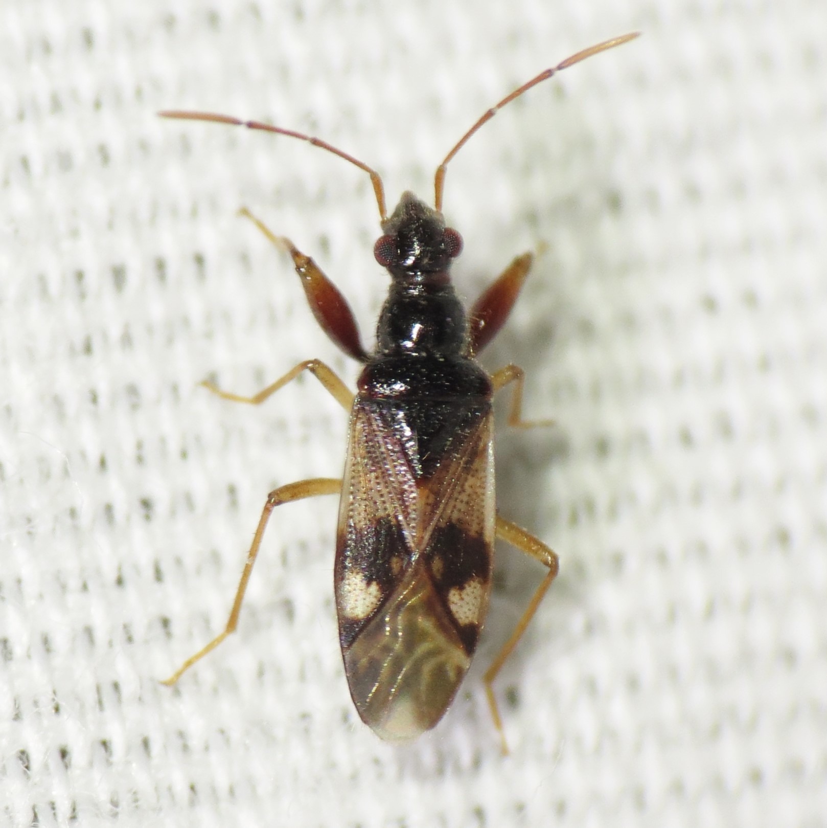 Pseudopamera