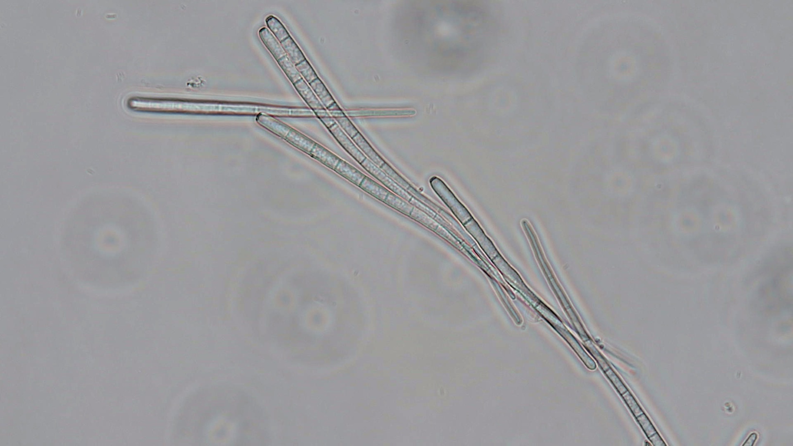 Cercospora capsici