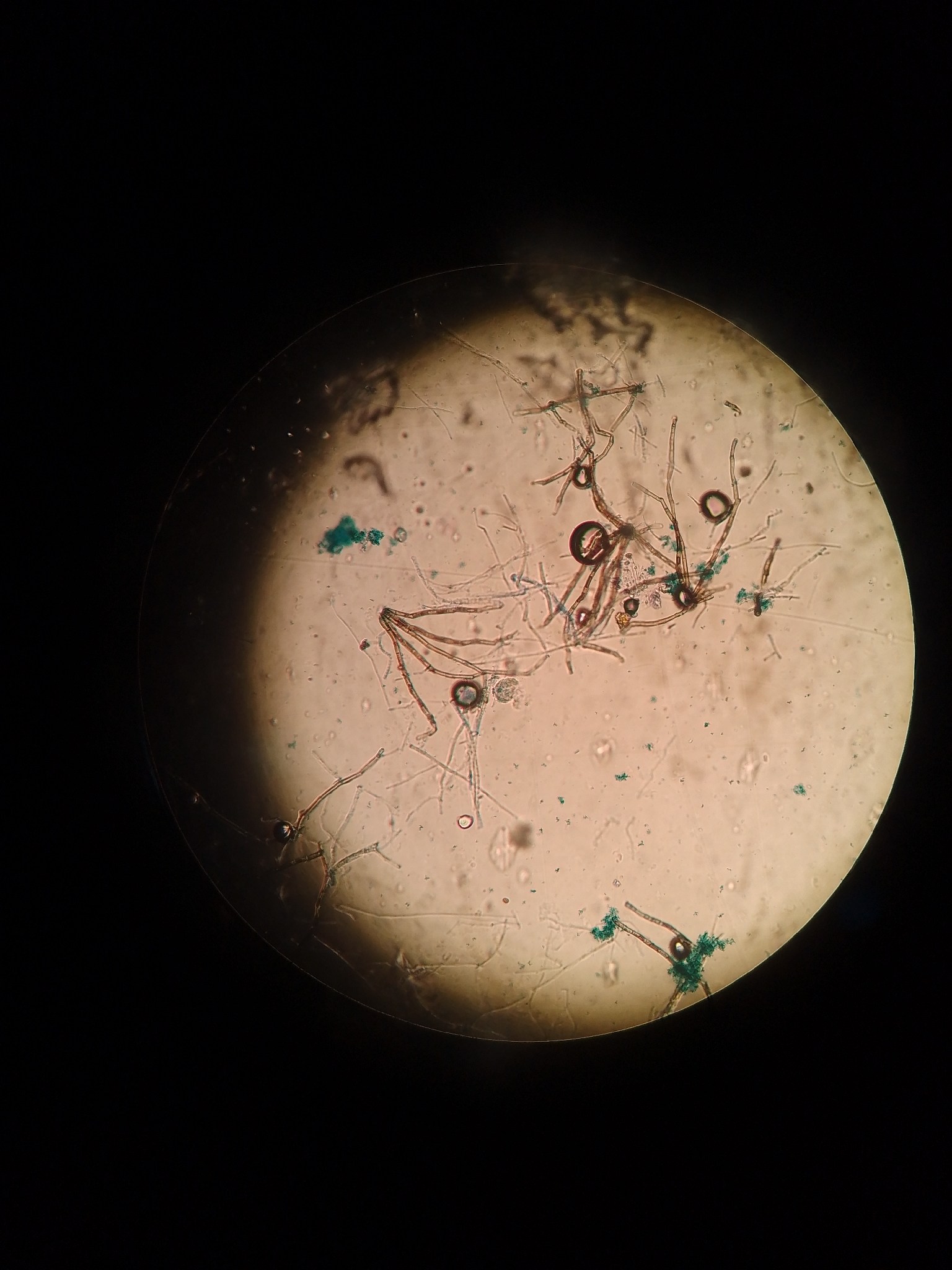Cercospora capsici