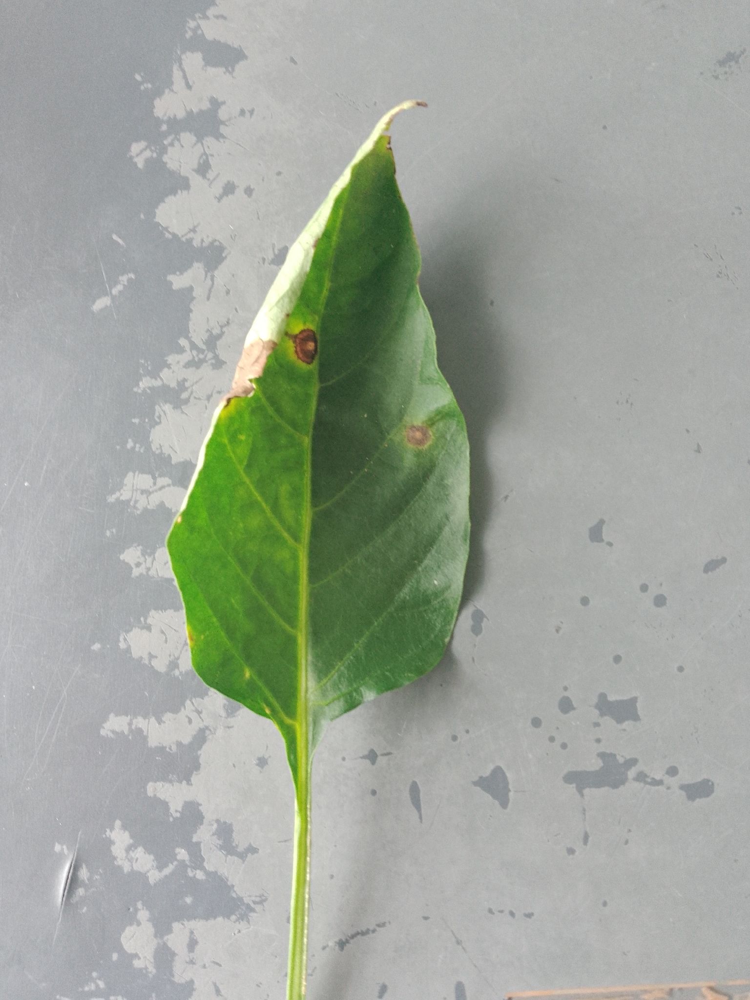 Cercospora capsici