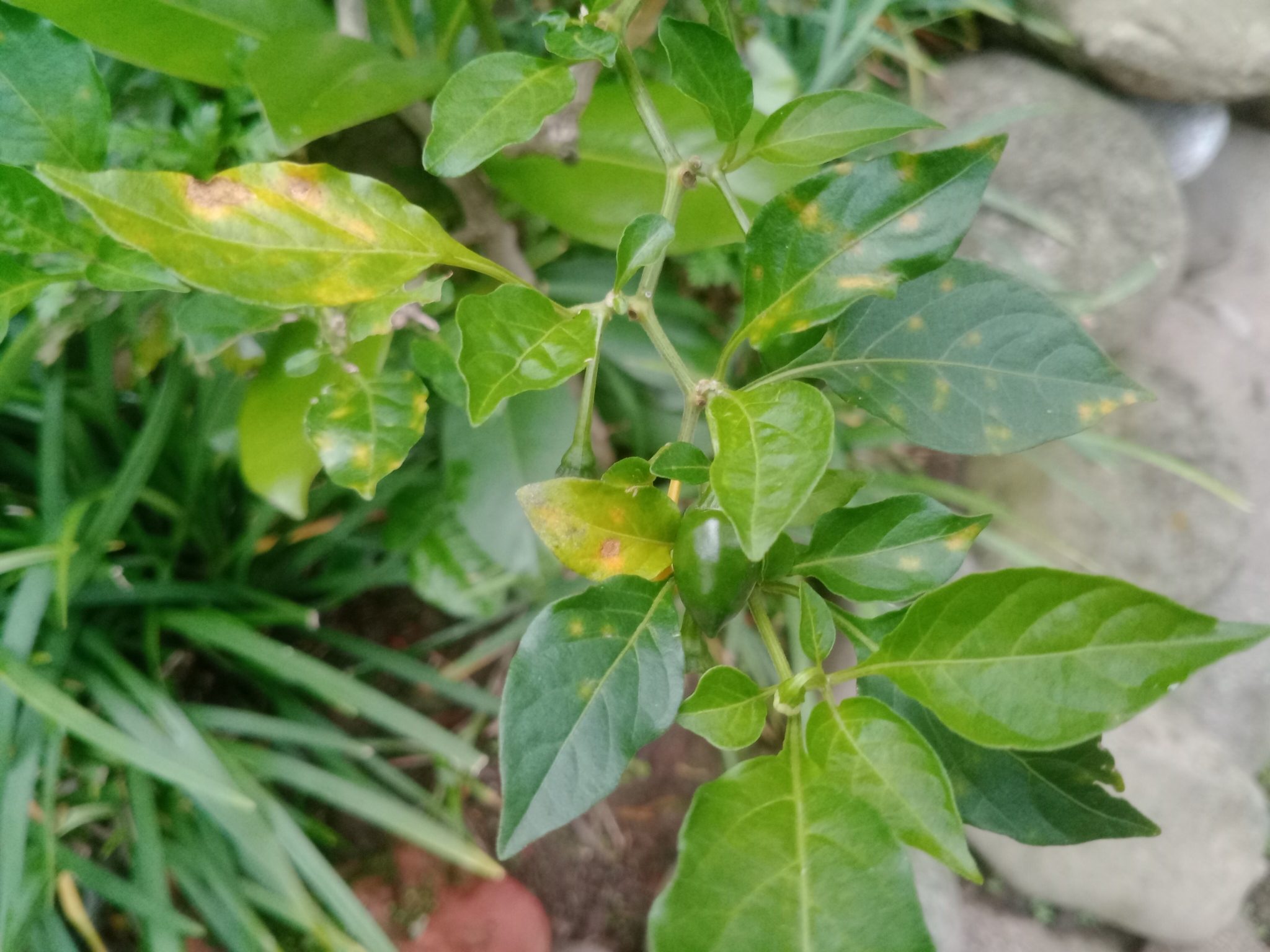 Cercospora capsici