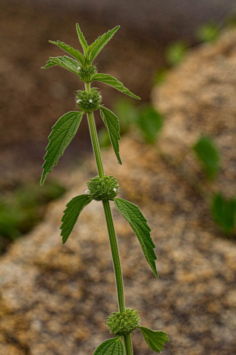 Leucas martinicensis