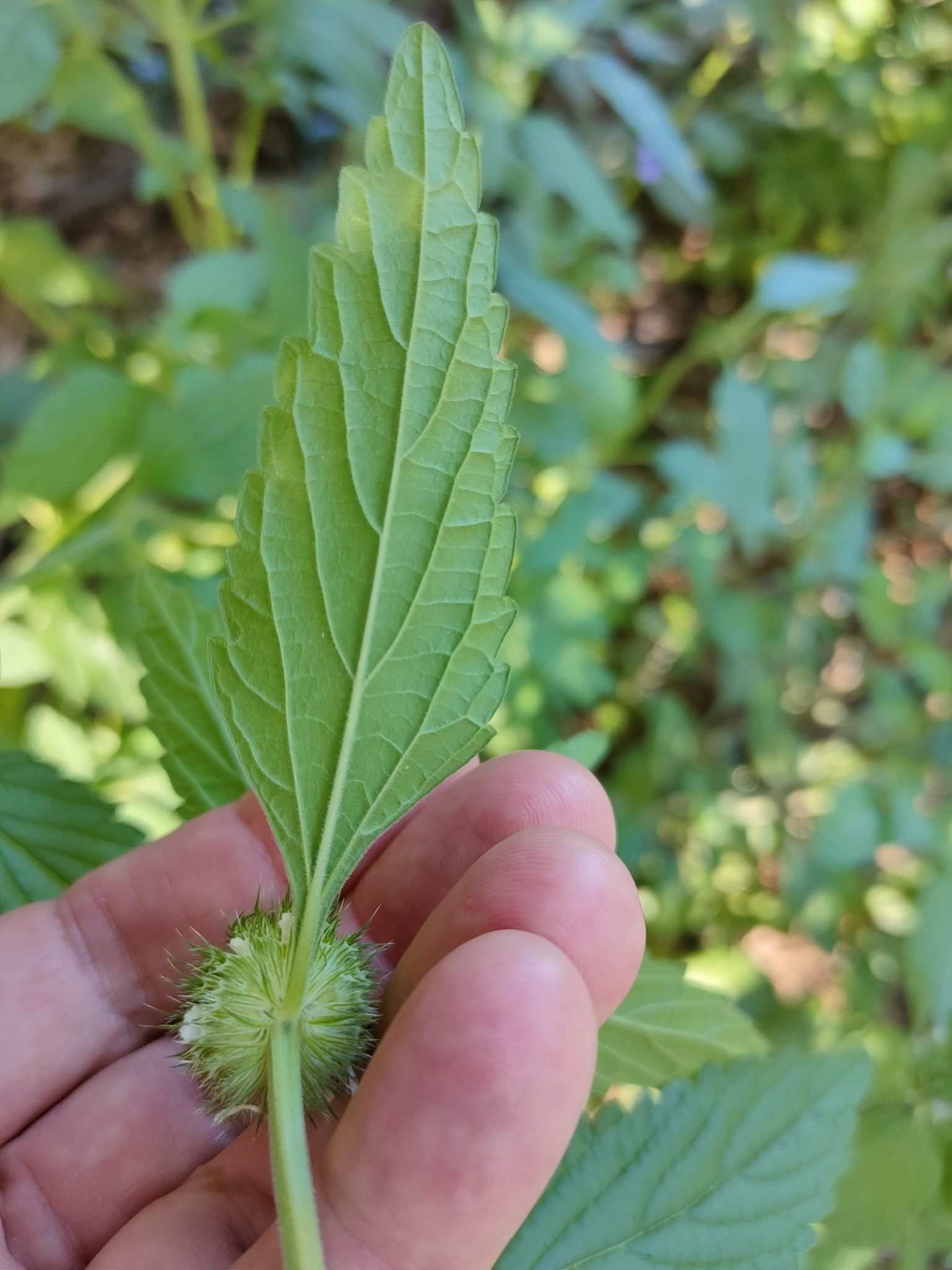 Leucas martinicensis