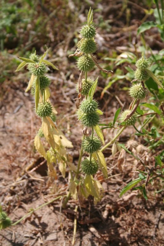 Leucas martinicensis