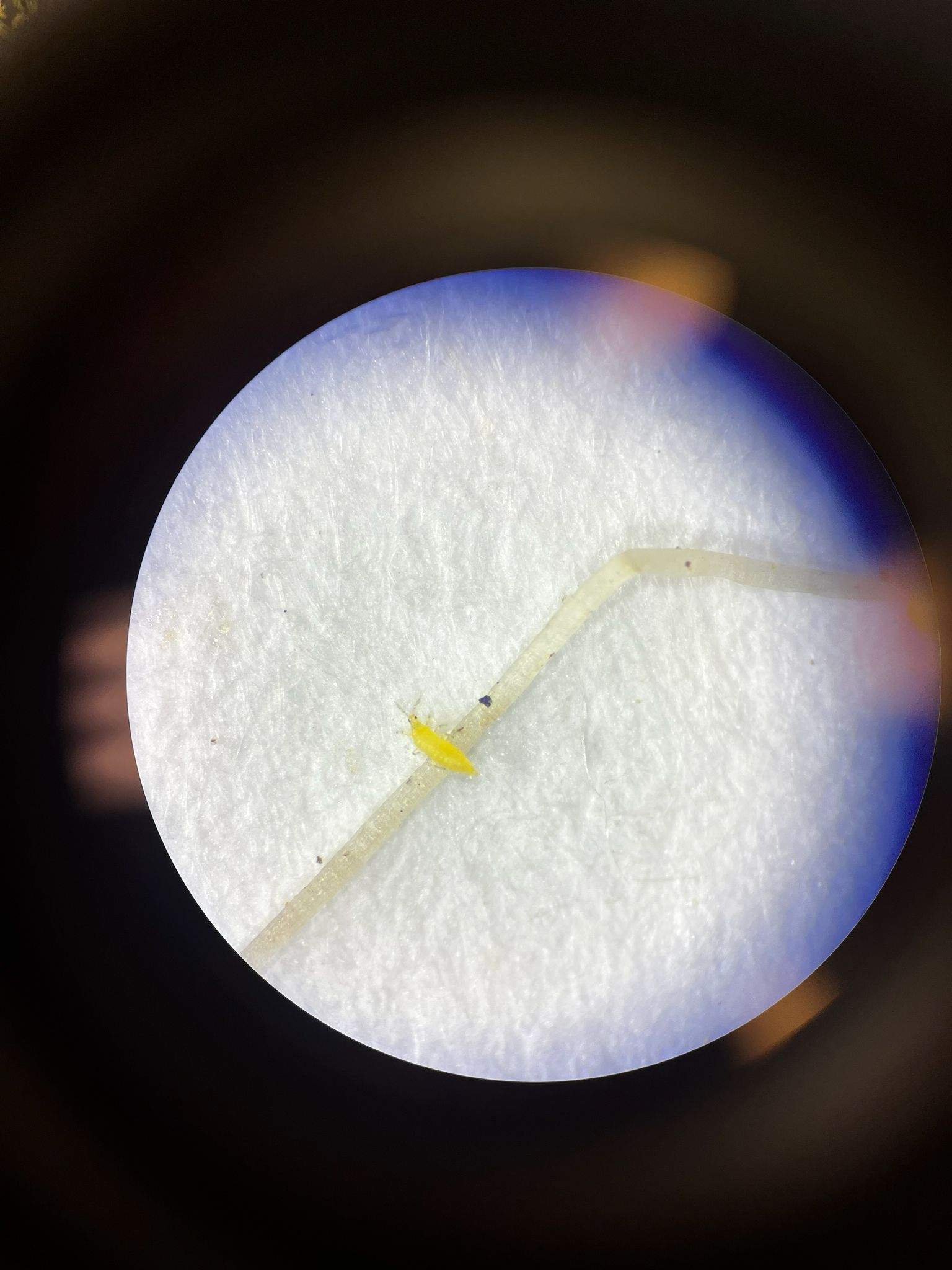 Scirtothrips citri
