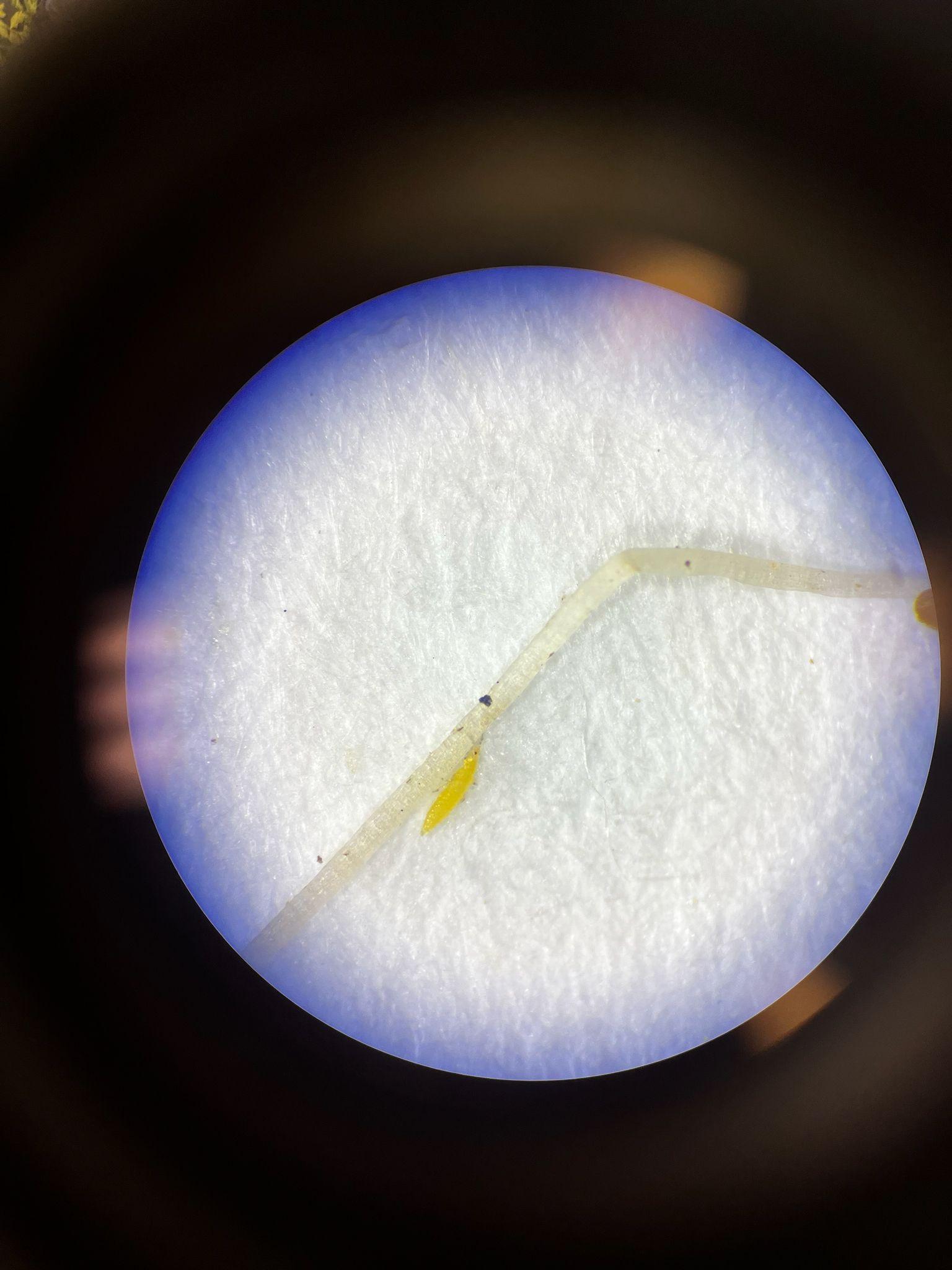 Scirtothrips citri