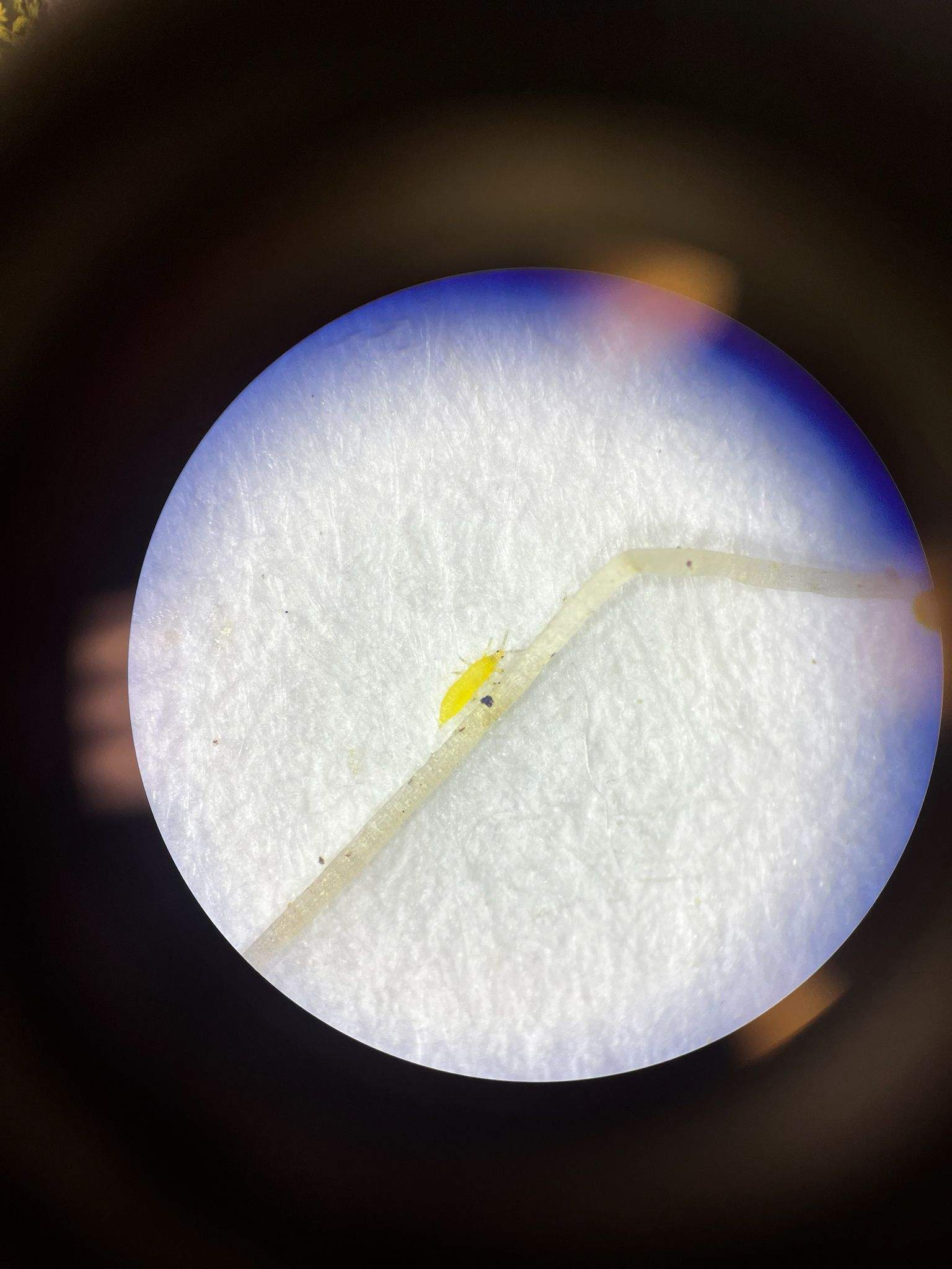 Scirtothrips citri