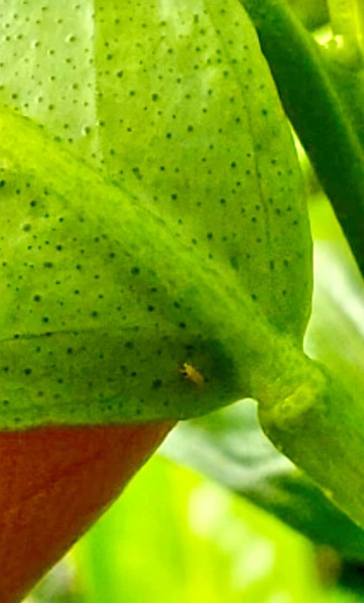 Scirtothrips citri