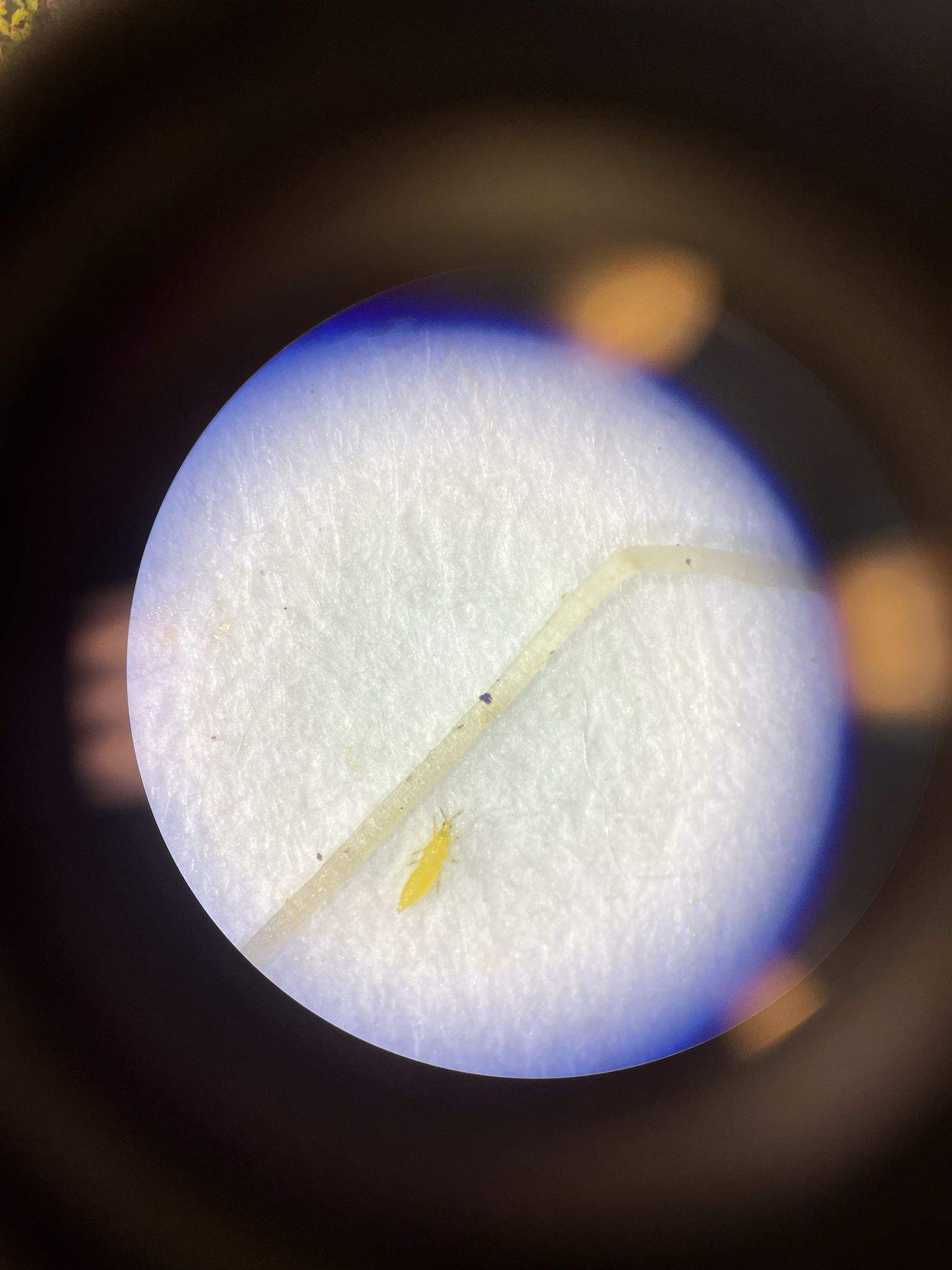 Scirtothrips citri