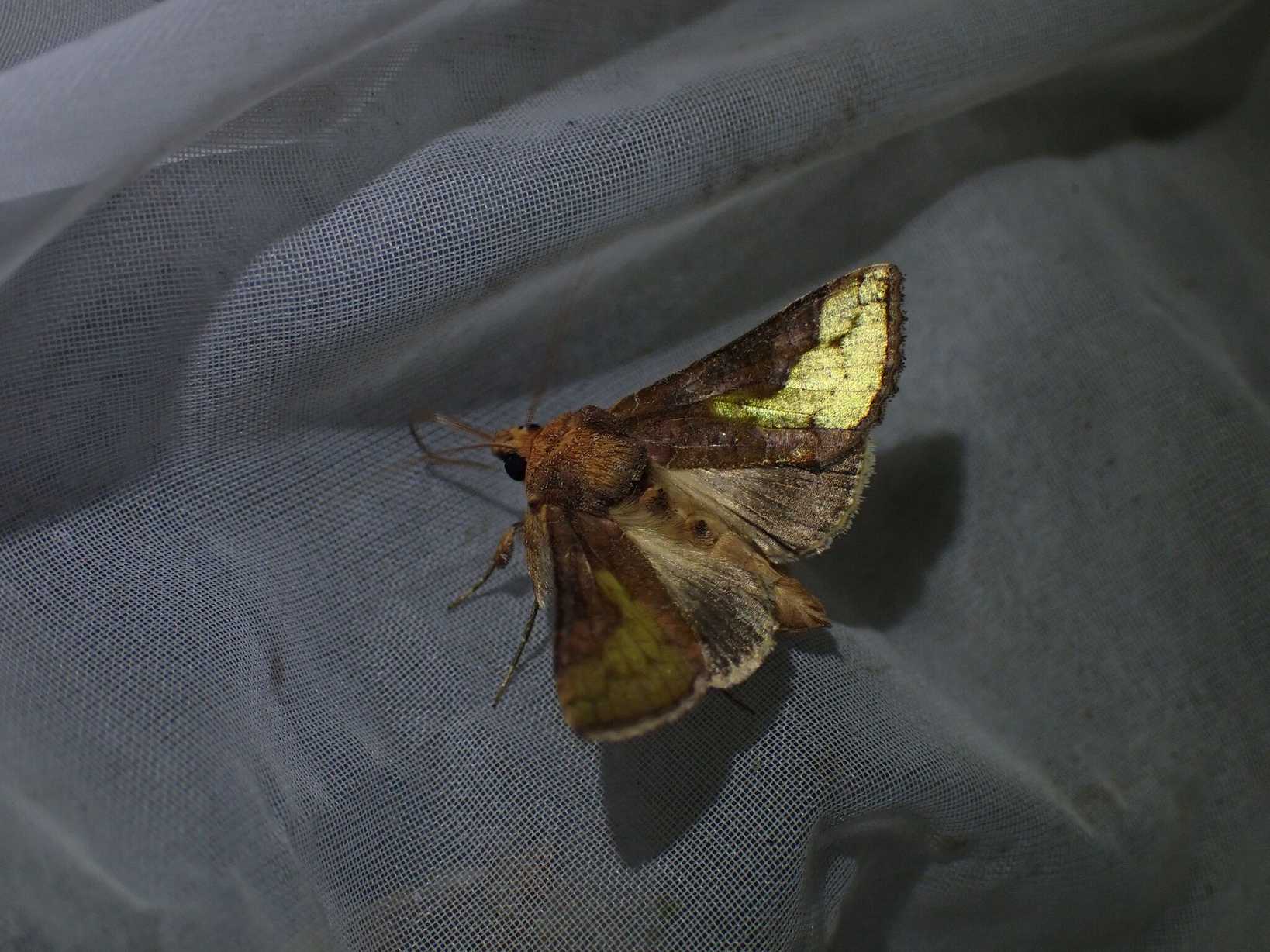 Thysanoplusia intermixta