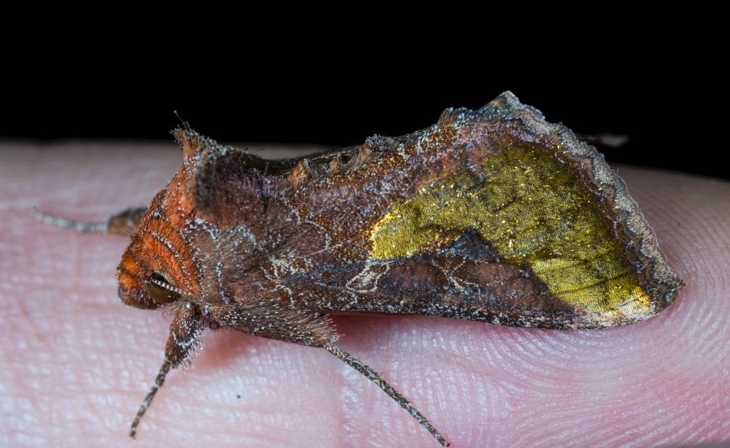 Thysanoplusia intermixta