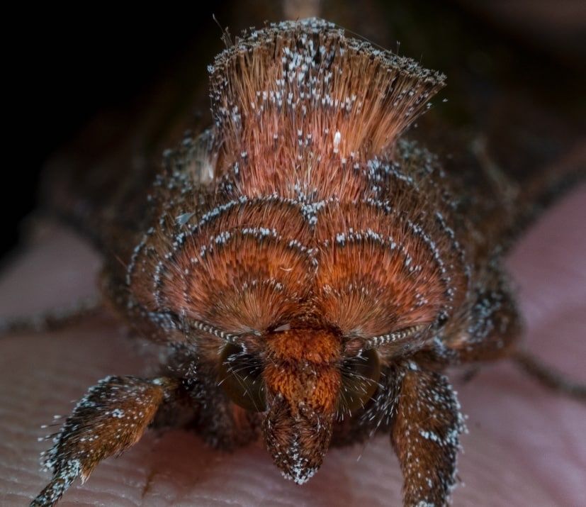 Thysanoplusia intermixta