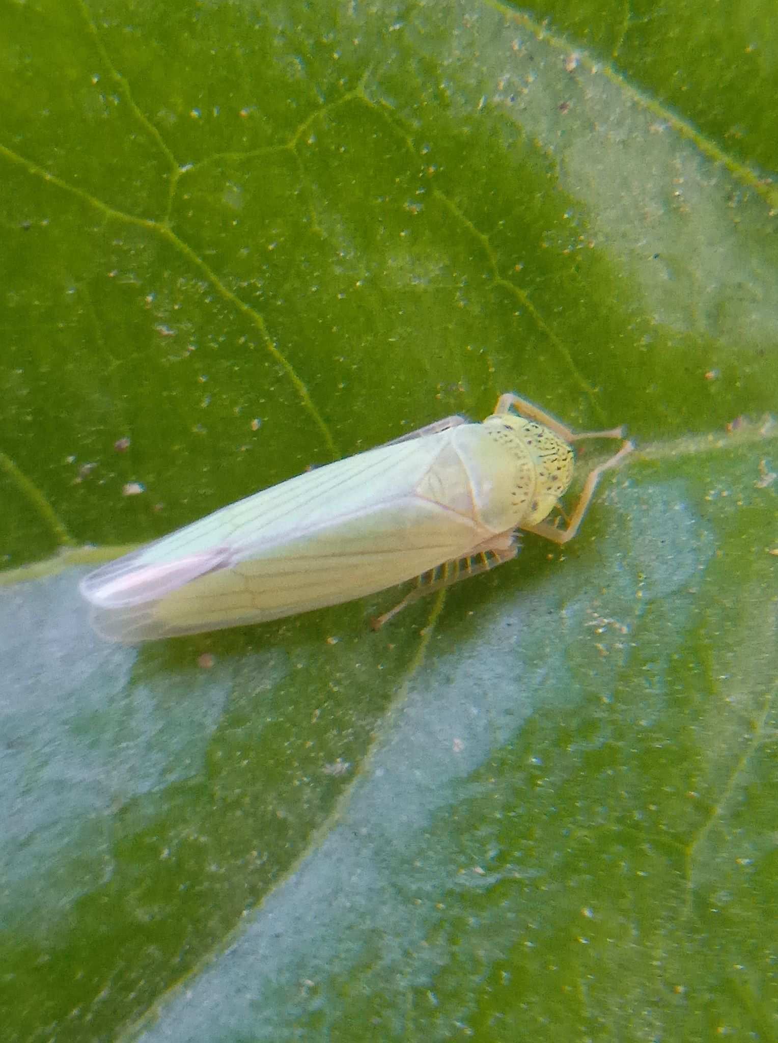 Hortensia dilatata