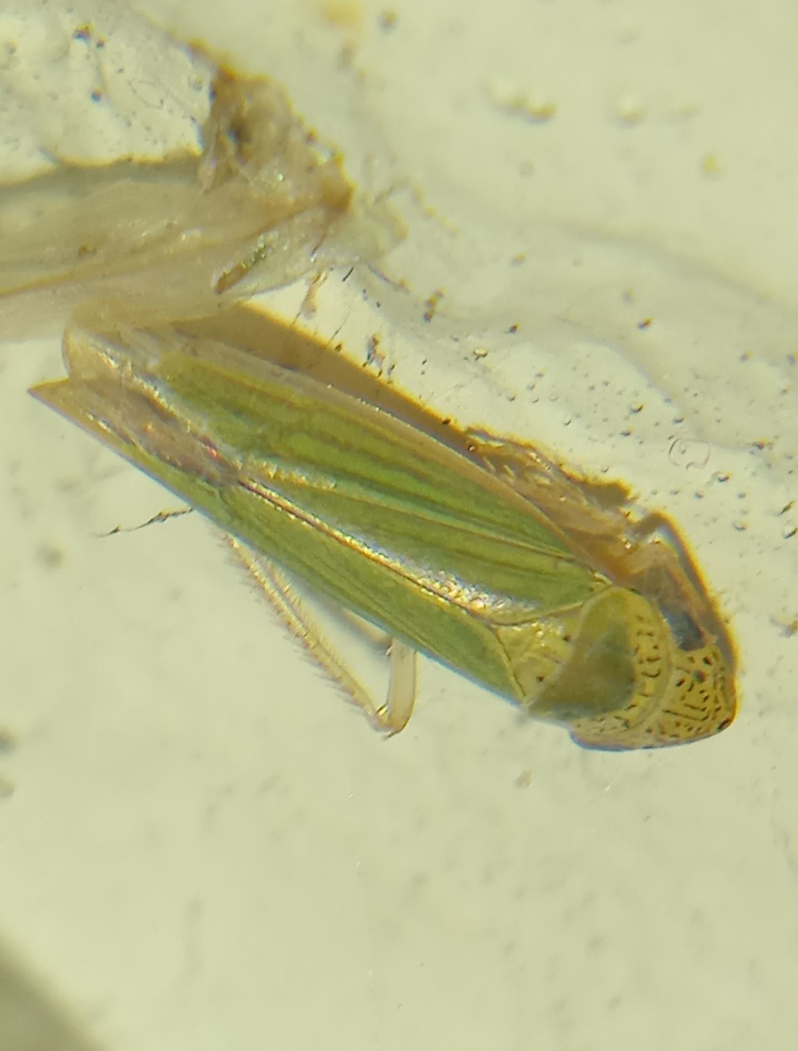 Hortensia dilatata