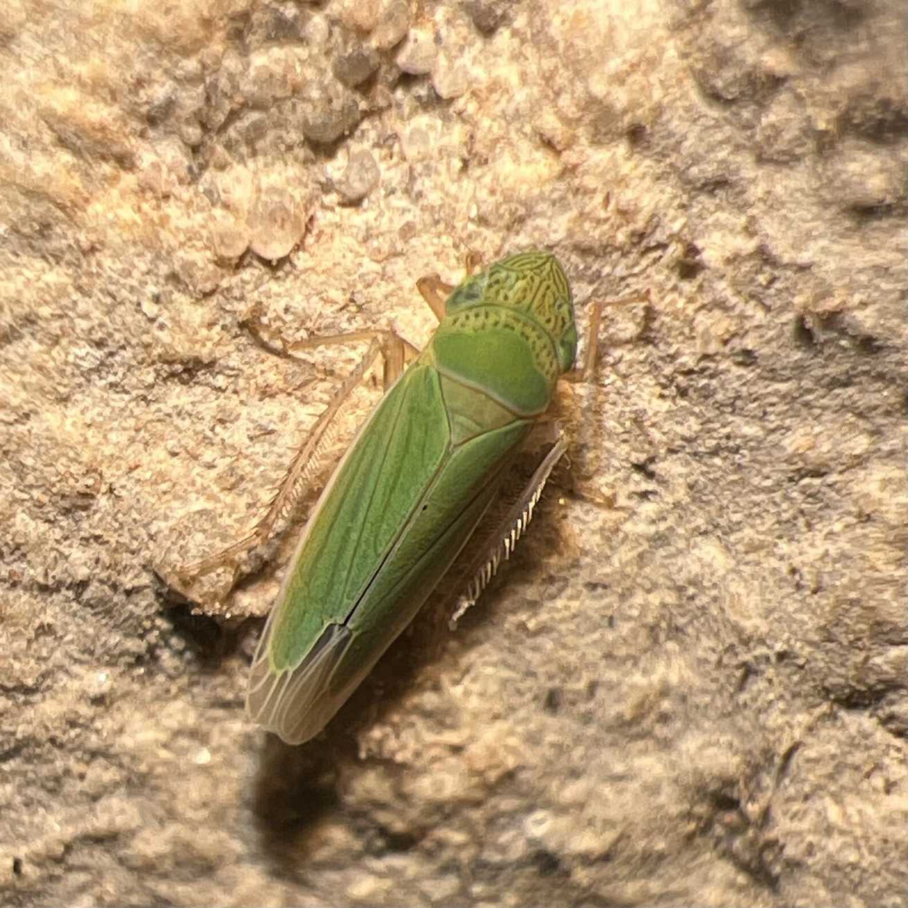 Hortensia dilatata