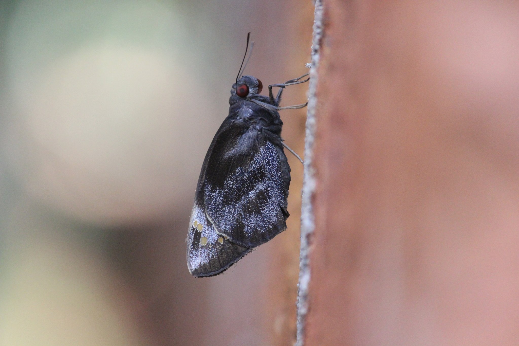 Gangara thyrsis