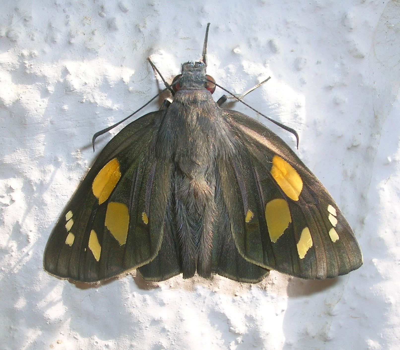 Gangara thyrsis