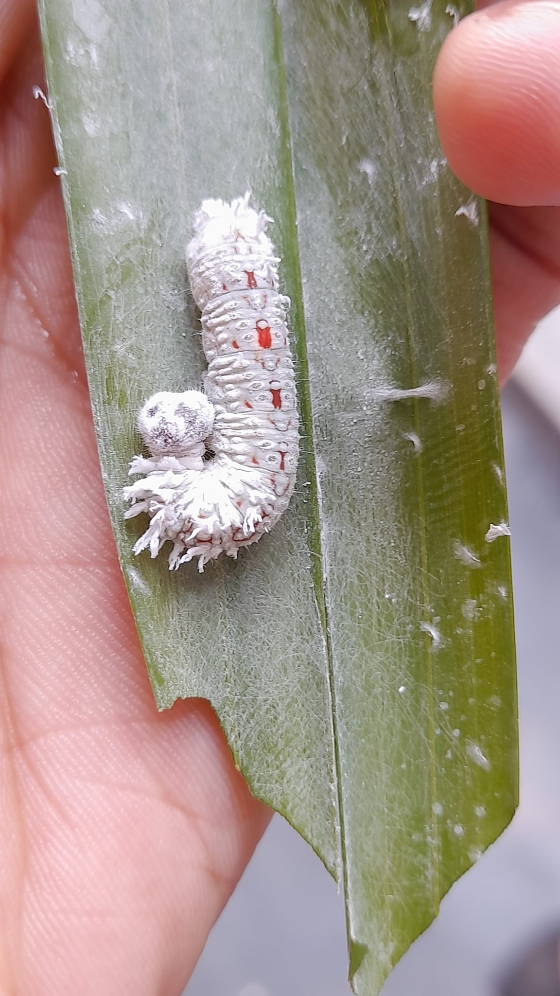 Gangara thyrsis