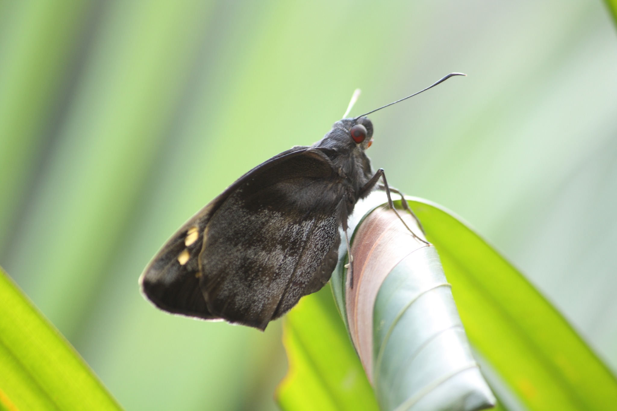 Gangara thyrsis