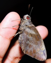 Gangara thyrsis
