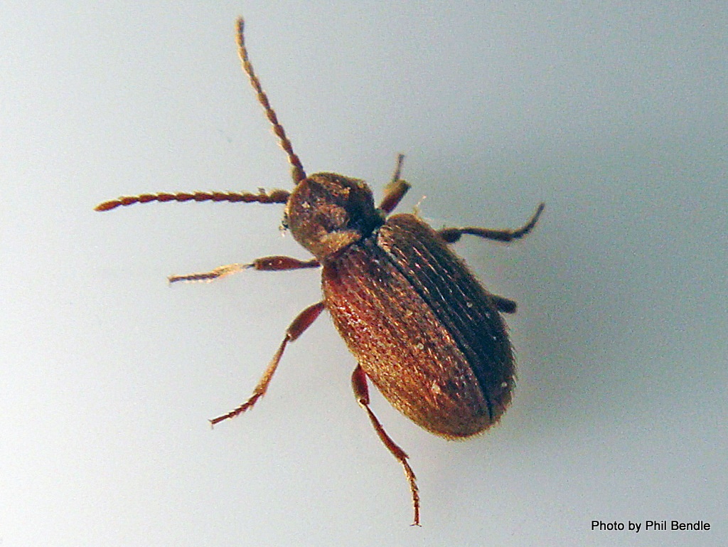 Ptinus tectus