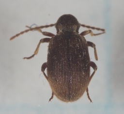 Ptinus tectus