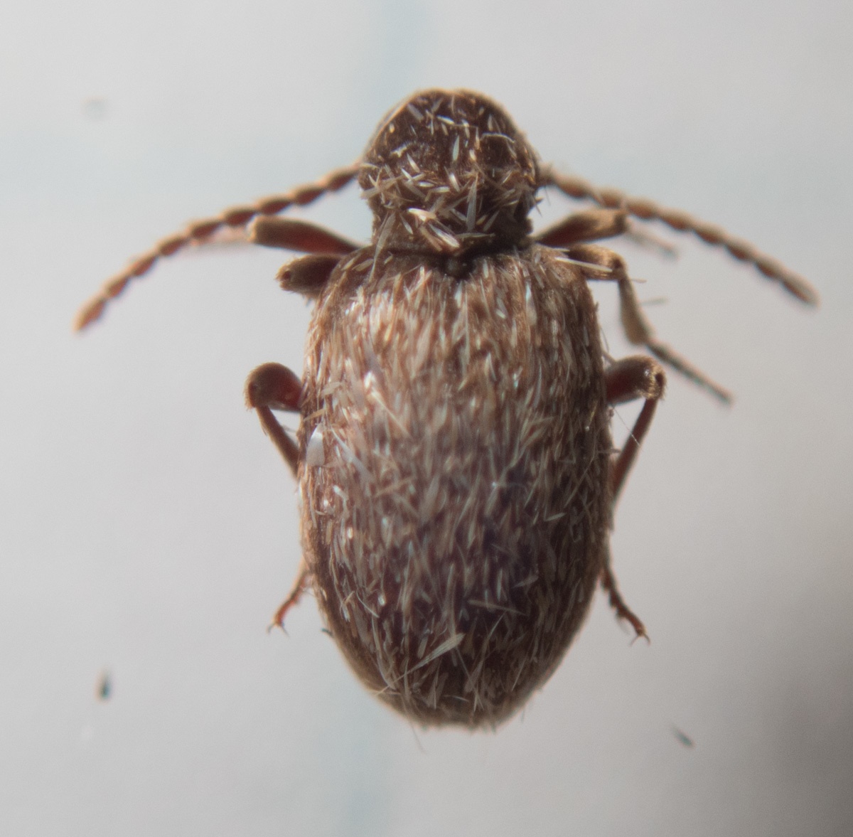 Ptinus tectus